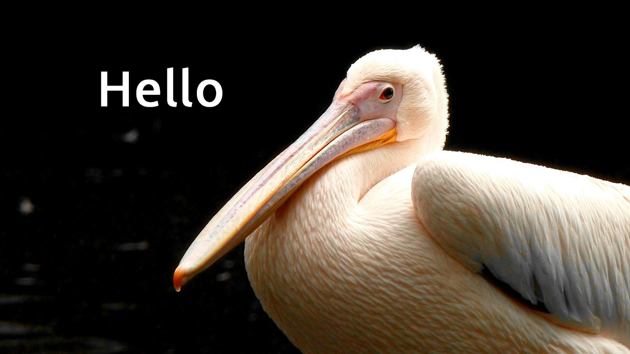 Hello Pelican
